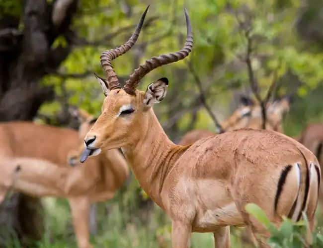 Pian Upe Game Reserve